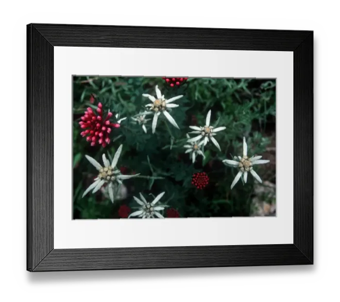 Framed Print : Edelweiss in Chinas Jiuzhaigou National Park Framed Print : Edelweiss in Chinas Jiuzhaigou National Park