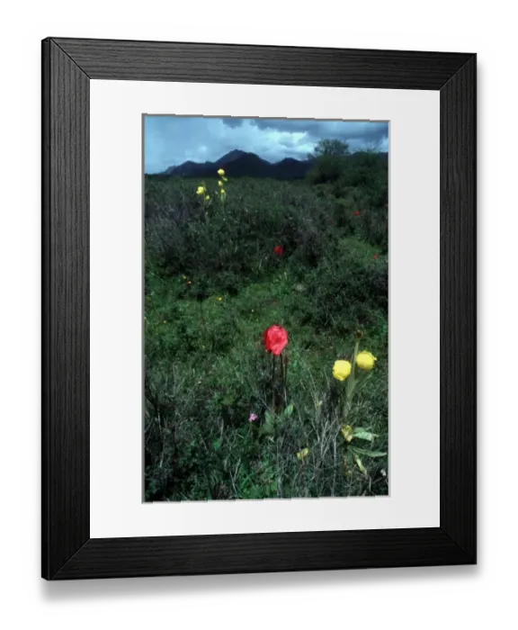 Framed Print : Yellow Poppies (Meconopsis integrifolia) and Red Poppies near Chinas Jiuzhaigou National Park Framed Print : Yellow Poppies (Meconopsis integrifolia) and Red Poppies near Chinas Jiuzhaigou National Park