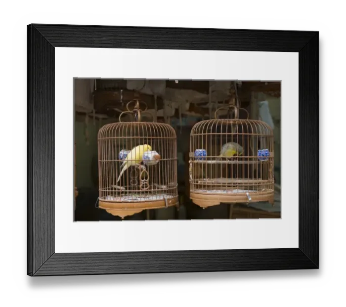 Framed Print : Bird Garden market, Mong Kok district, Kowloon, Hong Kong, China Framed Print : Bird Garden market, Mong Kok district, Kowloon, Hong Kong, China