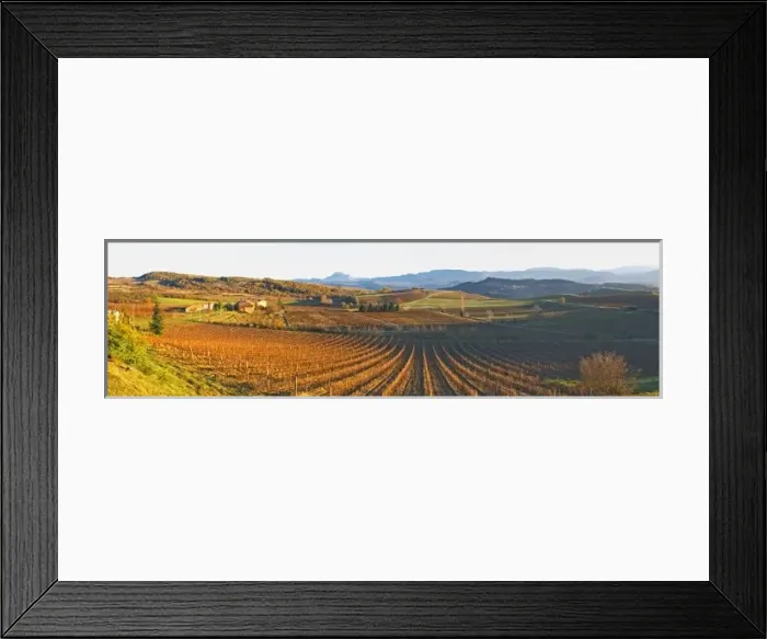Framed Print : View over the vineyards at Conhilac de la Montagne Limoux. Languedoc. Evening sunshine Framed Print : View over the vineyards at Conhilac de la Montagne Limoux. Languedoc. Evening sunshine