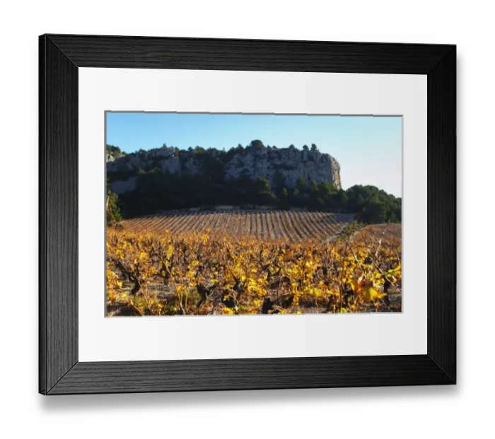 Framed Print : La Clape. Languedoc. Vine leaves. Vineyard. France. Europe. Vineyards below the white
