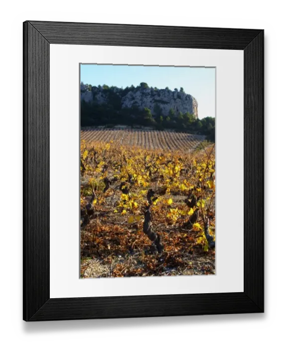 Framed Print : La Clape. Languedoc. Vines trained in Gobelet pruning. Vine leaves. Vineyard. France