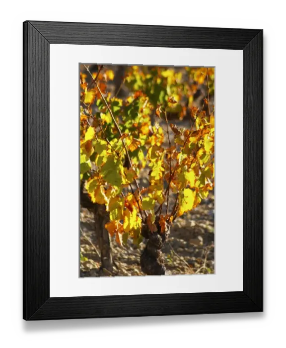 Framed Print : La Clape. Languedoc. Vines trained in Gobelet pruning. Vine leaves. Old, gnarled and twisting vine