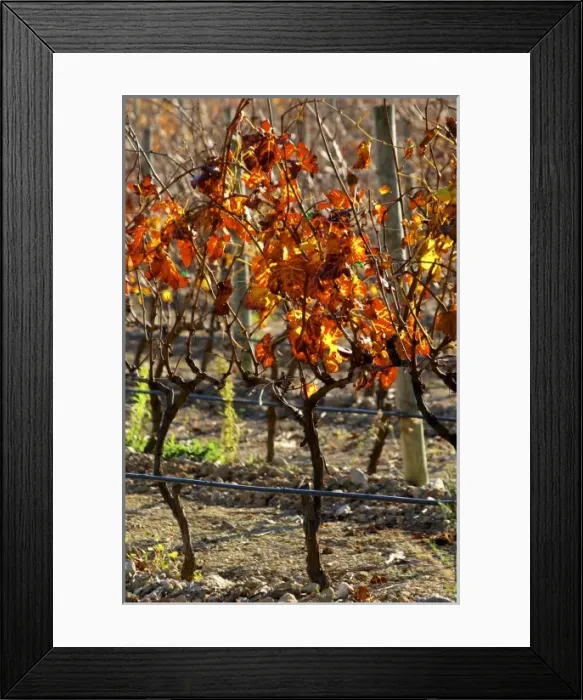 Framed Print : La Clape. Languedoc. Domaine Mas du Soleilla. Vines trained in Cordon cane pruning Framed Print : La Clape. Languedoc. Domaine Mas du Soleilla. Vines trained in Cordon cane pruning
