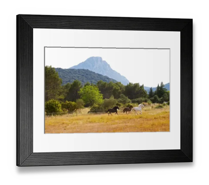 Framed Print : The Pic St Loup mountain top peak. Pic St Loup. Languedoc. Horses running free in a field