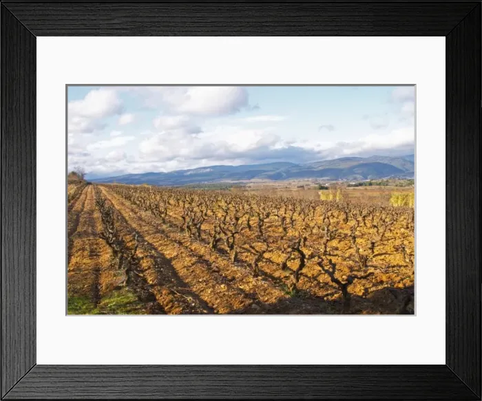 Framed Print : Domaine Jean Baptiste Senat. In Trausse. Minervois. Languedoc. Carignan grape vine variety Framed Print : Domaine Jean Baptiste Senat. In Trausse. Minervois. Languedoc. Carignan grape vine variety