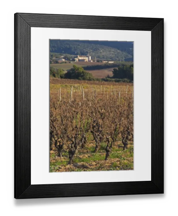 Framed Print : Chateau Villerambert-Julien near Caunes-Minervois. Minervois. Languedoc. Vines trained Framed Print : Chateau Villerambert-Julien near Caunes-Minervois. Minervois. Languedoc. Vines trained
