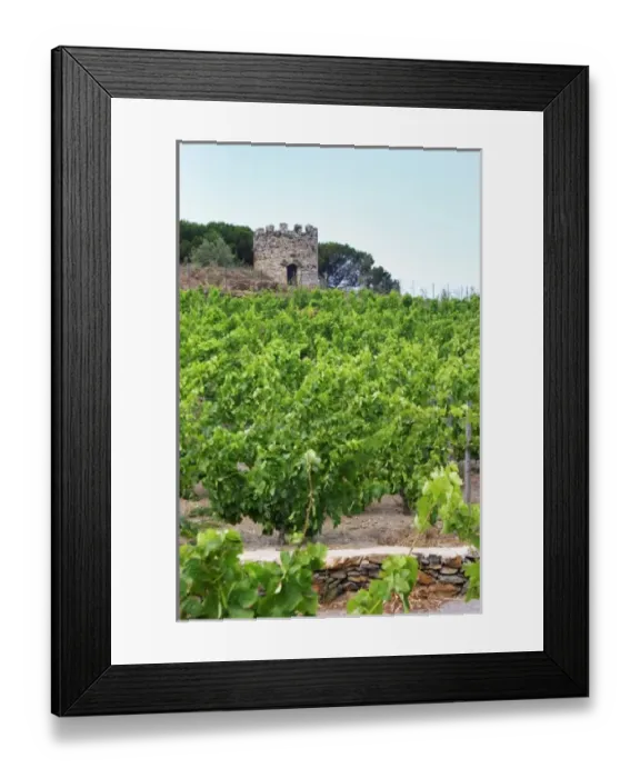 Framed Print : Domaine la Tour Vieille. Collioure. Roussillon. Vine leaves. The vineyard. France Framed Print : Domaine la Tour Vieille. Collioure. Roussillon. Vine leaves. The vineyard. France