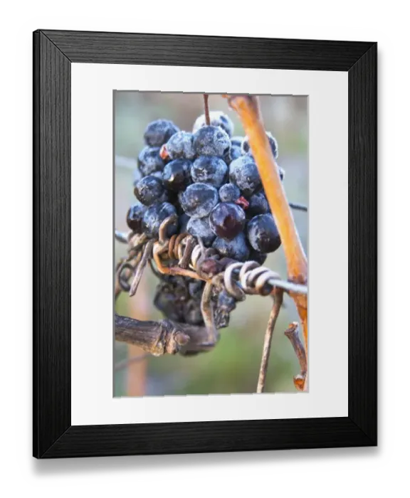 Framed Print : Grape bunch in frost. Limoux. Languedoc. France. Europe