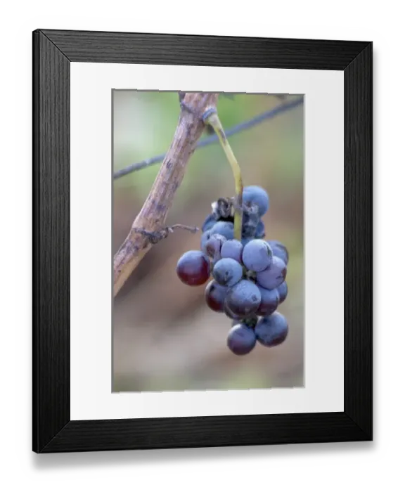 Framed Print : Domaine Jean Baptiste Senat. In Trausse. Minervois. Languedoc. France. Europe. Vineyard Framed Print : Domaine Jean Baptiste Senat. In Trausse. Minervois. Languedoc. France. Europe. Vineyard