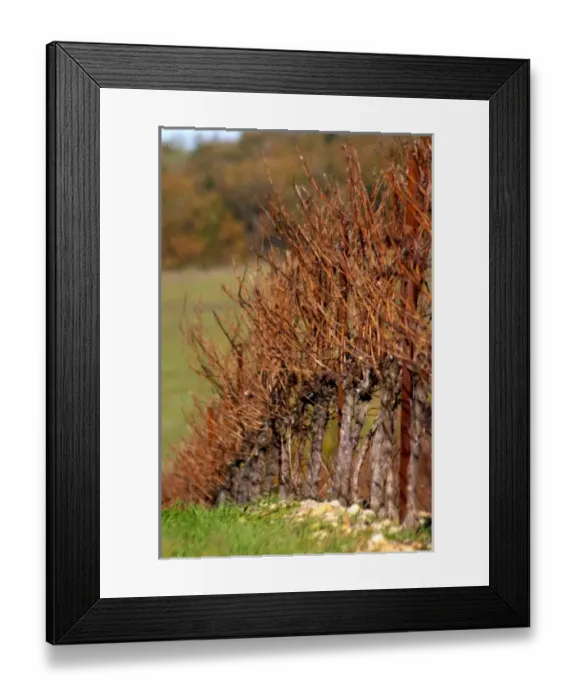 Framed Print : Chateau Rives-Blanques. Limoux. Languedoc. Chardonnay grape vine variety. France Framed Print : Chateau Rives-Blanques. Limoux. Languedoc. Chardonnay grape vine variety. France