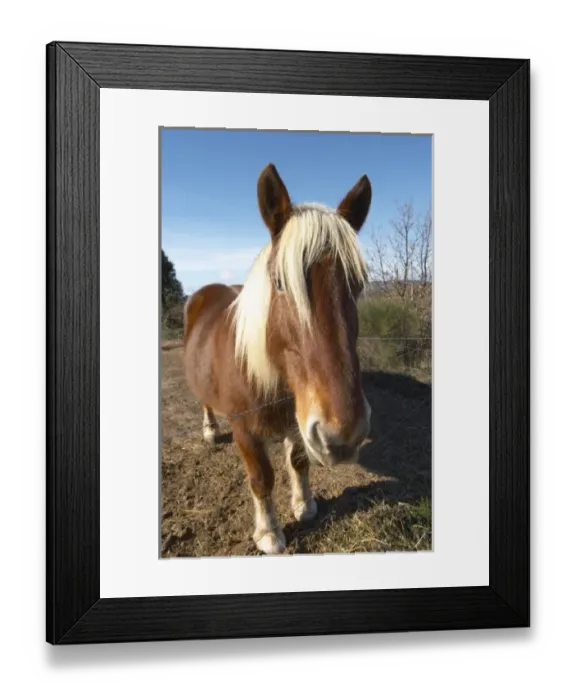 Framed Print : Domaine Fontedicto, Caux. Pezenas region. Languedoc. Horse for manually working the vineyard soil