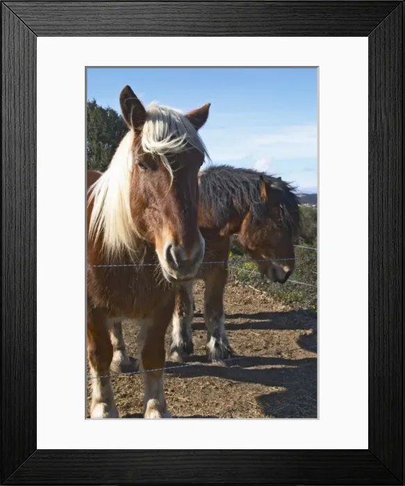 Framed Print : Domaine Fontedicto, Caux. Pezenas region. Languedoc. Horse for manually working the vineyard soil