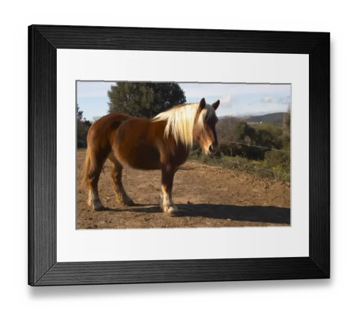 Framed Print : Domaine Fontedicto, Caux. Pezenas region. Languedoc. Horse for manually working the vineyard soil Framed Print : Domaine Fontedicto, Caux. Pezenas region. Languedoc. Horse for manually working the vineyard soil