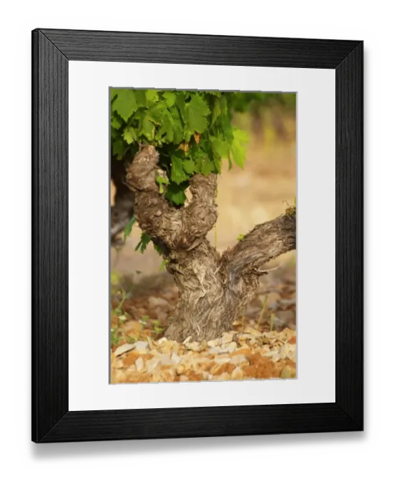 Framed Print : Europe, France