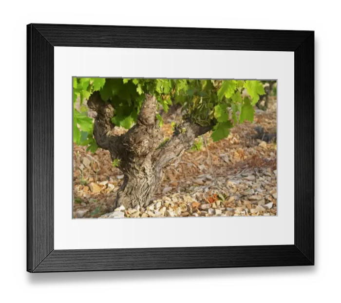 Framed Print : Europe, France