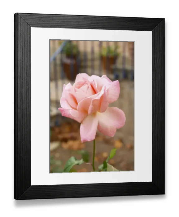 Framed Print : Chateau Mansenoble. In Moux. Les Corbieres. Languedoc. In the garden. Rose flower