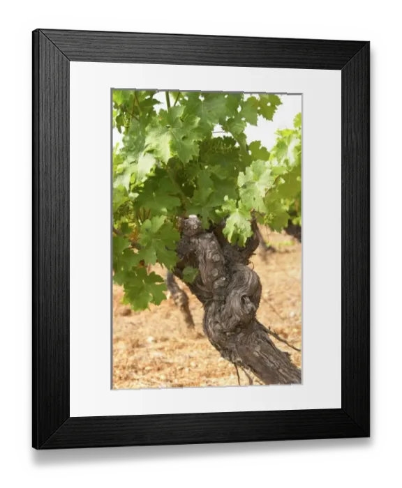 Framed Print : Europe, France