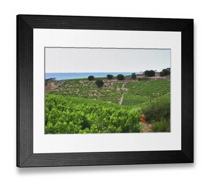 Framed Print : Domaine la Tour Vieille. Collioure. Roussillon. The vineyard. France. Europe. Vineyard Framed Print : Domaine la Tour Vieille. Collioure. Roussillon. The vineyard. France. Europe. Vineyard