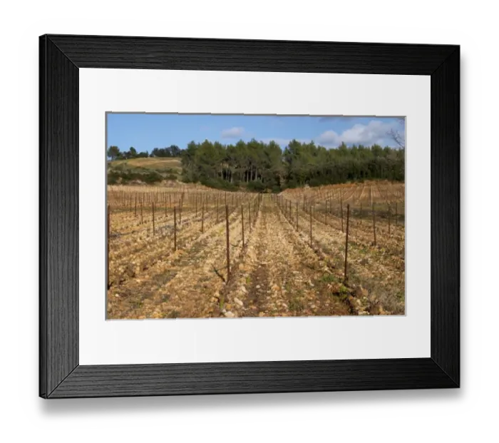 Framed Print : Domaine de Montcalmes in Puechabon. Terrasses de Larzac. Languedoc. Grenache grape vine variety Framed Print : Domaine de Montcalmes in Puechabon. Terrasses de Larzac. Languedoc. Grenache grape vine variety