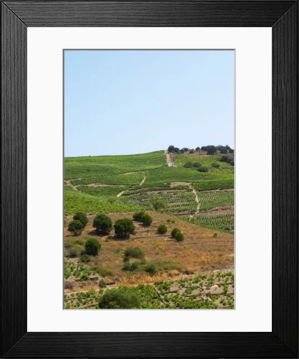 Framed Print : Banyuls-sur-Mer. Roussillon. Vineyards in early summer sunshine with vines in gobelet style Framed Print : Banyuls-sur-Mer. Roussillon. Vineyards in early summer sunshine with vines in gobelet style