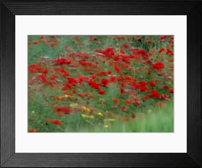Framed Print : Europe, France, Loire Valley. Red poppies bloom in a green field in the Loire Valley, France Framed Print : Europe, France, Loire Valley. Red poppies bloom in a green field in the Loire Valley, France