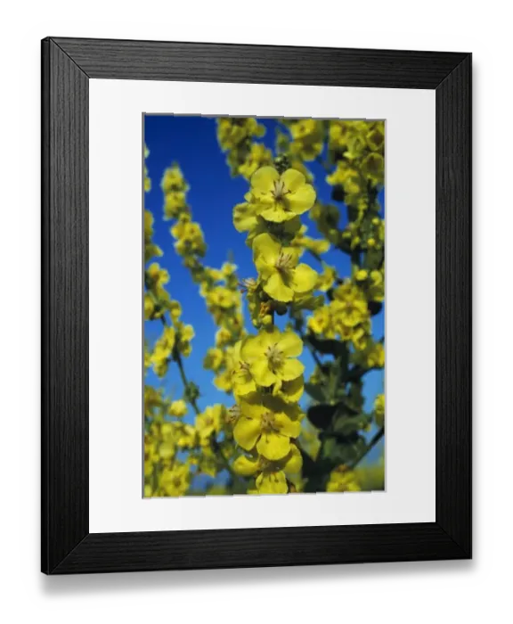 Framed Print : Hoary Mullein, Verbascum pulverulentum, blossom, Camargue, France Framed Print : Hoary Mullein, Verbascum pulverulentum, blossom, Camargue, France