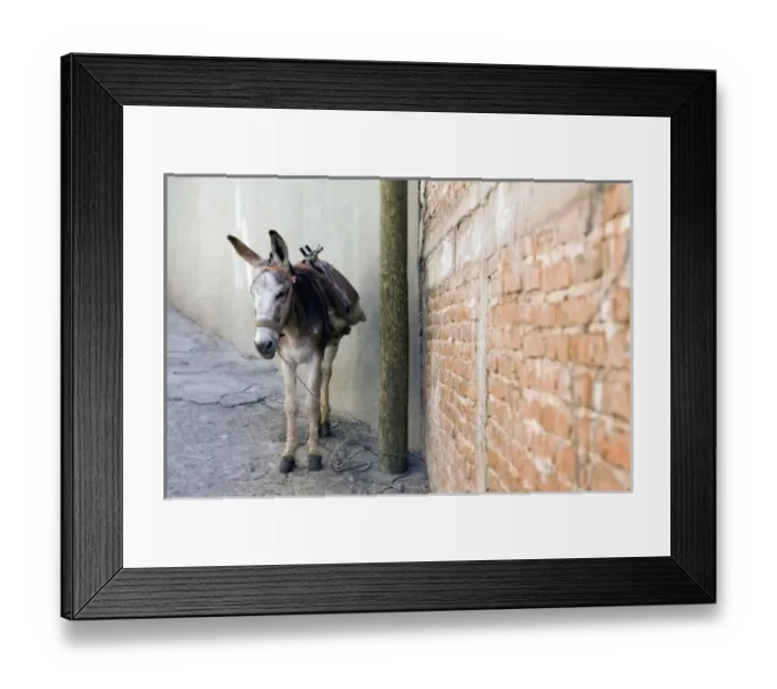 Framed Print : Mexico, Guanajuato. Donkey tightened up to an electric pole in downtown Guanajuato Framed Print : Mexico, Guanajuato. Donkey tightened up to an electric pole in downtown Guanajuato