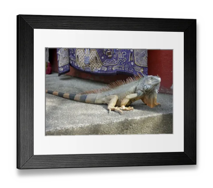 Framed Print : Mexico, Puerto Vallerta. Native iquana wandering around the local market