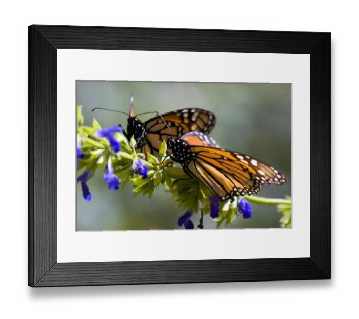 Framed Print : North America, Mexico Framed Print : North America, Mexico