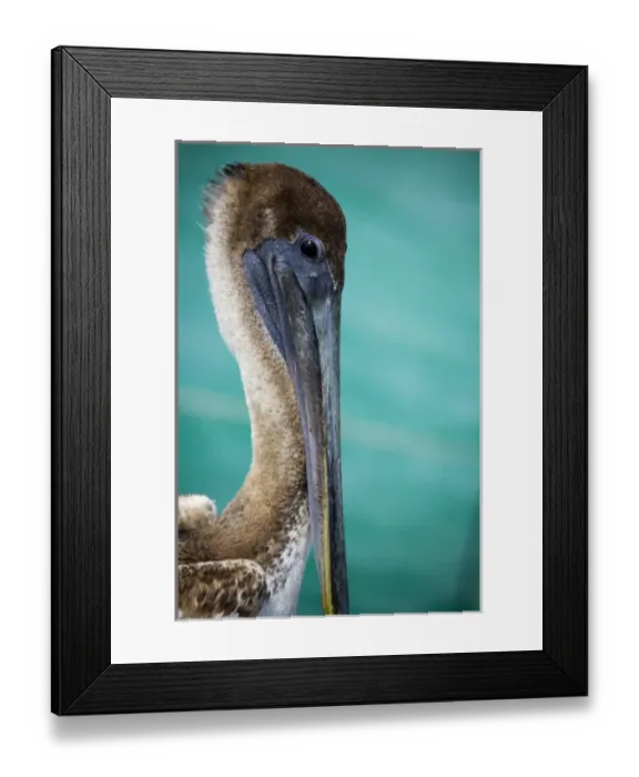Framed Print : North America, Mexico, Quintana Roo, Puerto Morelos. A brown pelican, Pelecanus occidentalis Framed Print : North America, Mexico, Quintana Roo, Puerto Morelos. A brown pelican, Pelecanus occidentalis