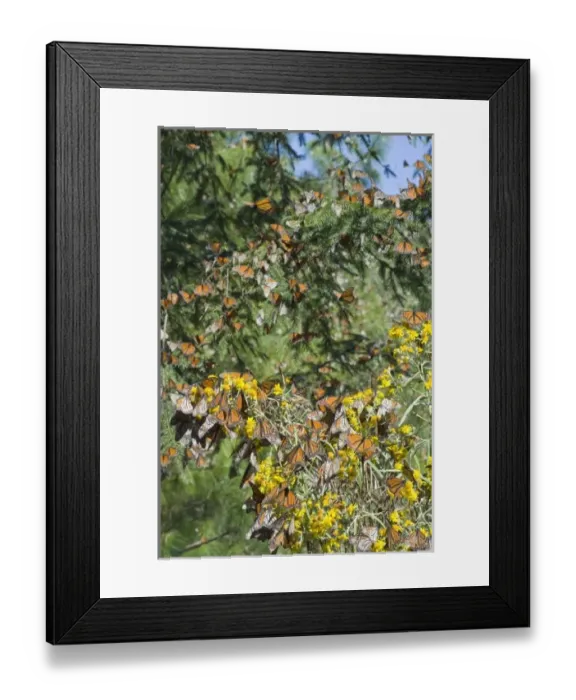 Framed Print : North America, Mexico Framed Print : North America, Mexico