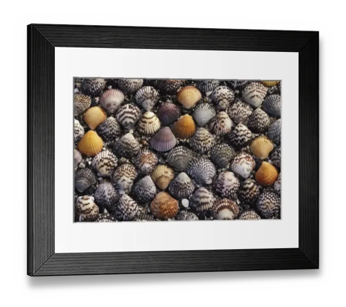 Framed Print : North America, Mexico, Baja. Shells on the beach Framed Print : North America, Mexico, Baja. Shells on the beach