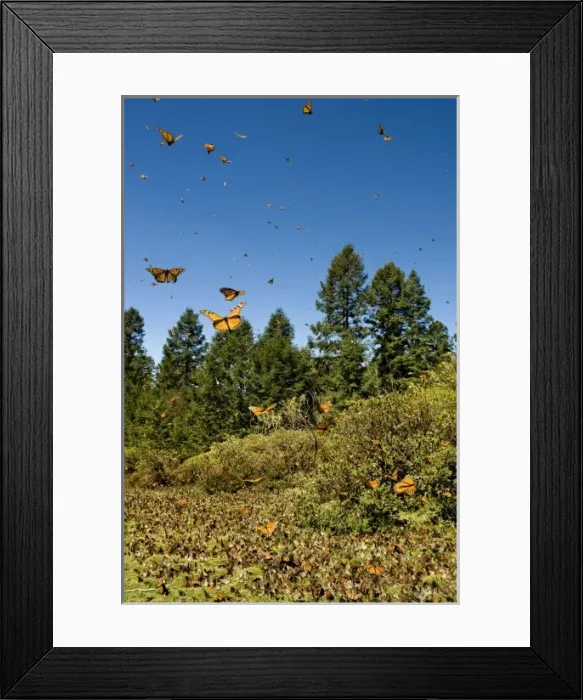 Framed Print : Swarm of Monarch Butterflies in flight and in meadow, El Rosario Monarch Butterfly Reserve Framed Print : Swarm of Monarch Butterflies in flight and in meadow, El Rosario Monarch Butterfly Reserve