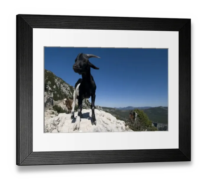 Framed Print : Mountain goat, Gorges du Verdon, Provence, France Framed Print : Mountain goat, Gorges du Verdon, Provence, France