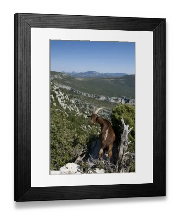 Framed Print : Mountain goat overlooking the Gorges du Verdon, Provence, France Framed Print : Mountain goat overlooking the Gorges du Verdon, Provence, France