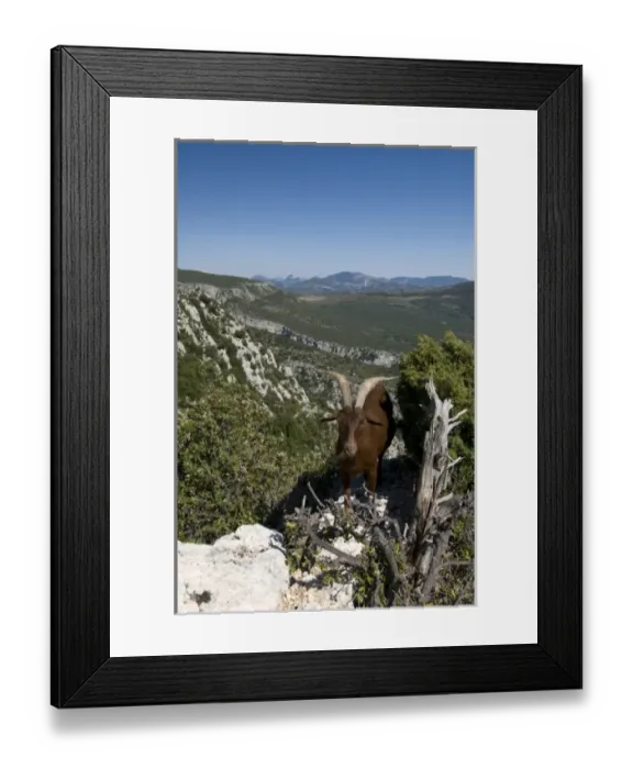 Framed Print : Mountain goat overlooking the Gorges du Verdon, Provence, France Framed Print : Mountain goat overlooking the Gorges du Verdon, Provence, France