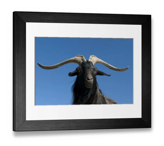 Framed Print : Mountain goat, Gorges du Verdon, Provence, France Framed Print : Mountain goat, Gorges du Verdon, Provence, France