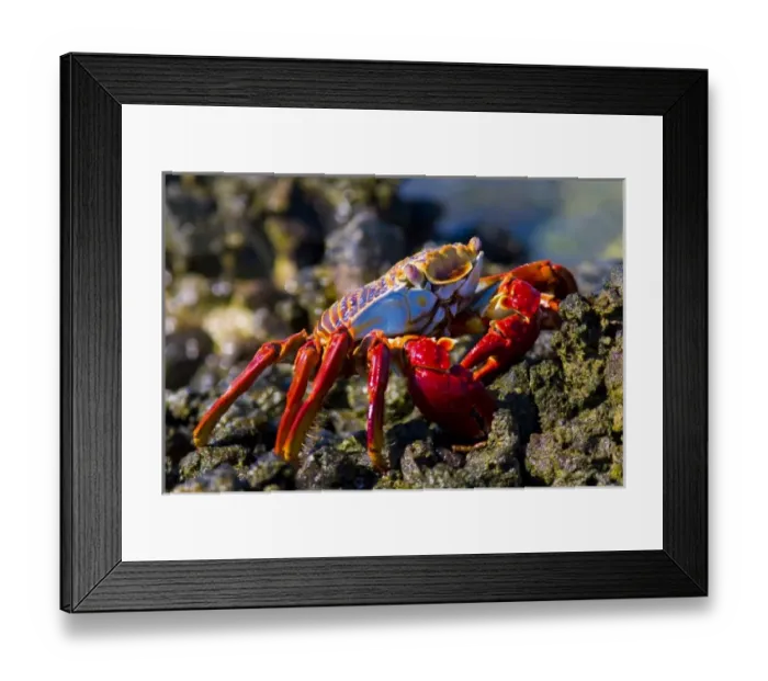 Framed Print : Mexico, Baja, Sea of Cortez. Delightful, colorful Sally Lightfoot crab Framed Print : Mexico, Baja, Sea of Cortez. Delightful, colorful Sally Lightfoot crab