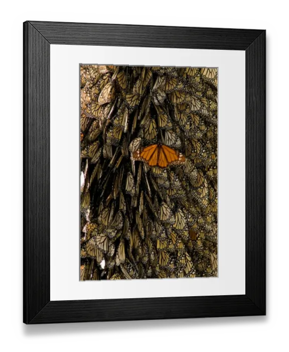 Framed Print : Monarch Butterflies(Danaus plexippus) on bark, El Rosario Butterfly Reserve, Michoacan Framed Print : Monarch Butterflies(Danaus plexippus) on bark, El Rosario Butterfly Reserve, Michoacan
