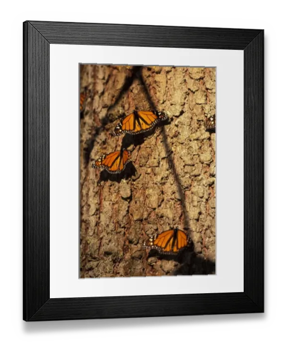Framed Print : North America, Mexico
