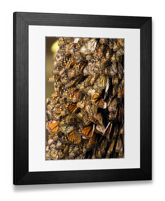 Framed Print : Monarch Butterflies(Danaus plexippus) on bark, El Rosario Butterfly Reserve, Michoacan Framed Print : Monarch Butterflies(Danaus plexippus) on bark, El Rosario Butterfly Reserve, Michoacan
