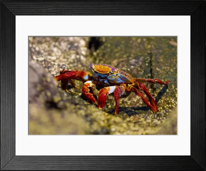 Framed Print : North America, Mexico Framed Print : North America, Mexico