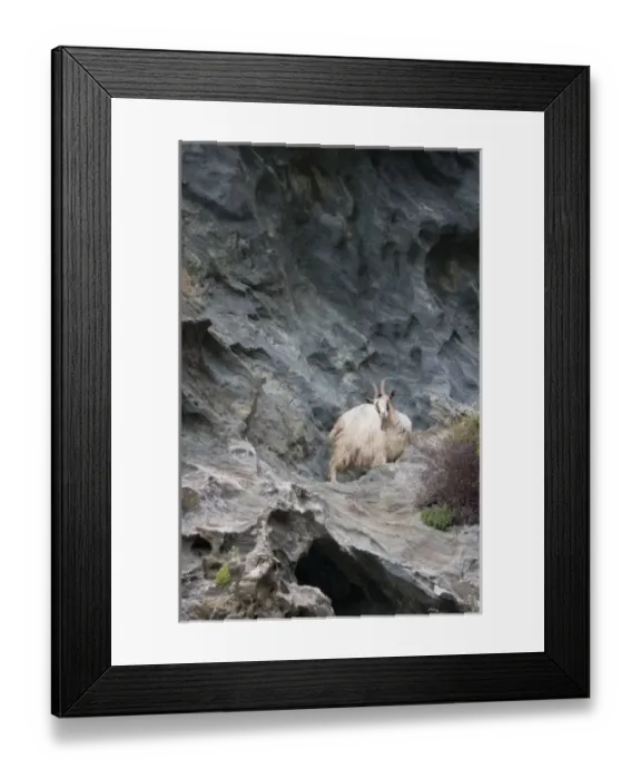 Framed Print : France, Corsica. Goat on steep cliffs on coast of Cap Corse