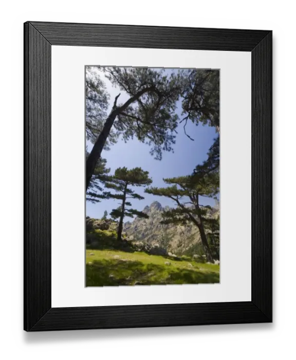 Framed Print : France, Corsica. Laricio pines (Pinus larico) frame pinnacles of Aiguilles del Bavella Framed Print : France, Corsica. Laricio pines (Pinus larico) frame pinnacles of Aiguilles del Bavella
