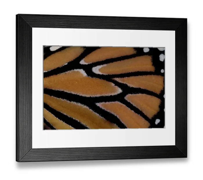 Framed Print : North America, USA, California. Monarch Butterfly (Danaus plexippus) Framed Print : North America, USA, California. Monarch Butterfly (Danaus plexippus)
