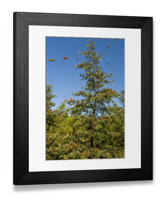 Framed Print : Flying Monarch Butterflies(Danaus plexippus), Cerro (machero) Pelon, Butterfly Reserve Framed Print : Flying Monarch Butterflies(Danaus plexippus), Cerro (machero) Pelon, Butterfly Reserve