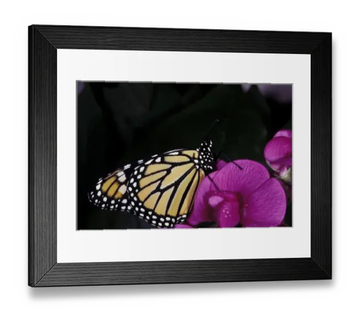 Framed Print : Central America, Mexico. Monarch Butterfly (Danaus plexippus) Framed Print : Central America, Mexico. Monarch Butterfly (Danaus plexippus)