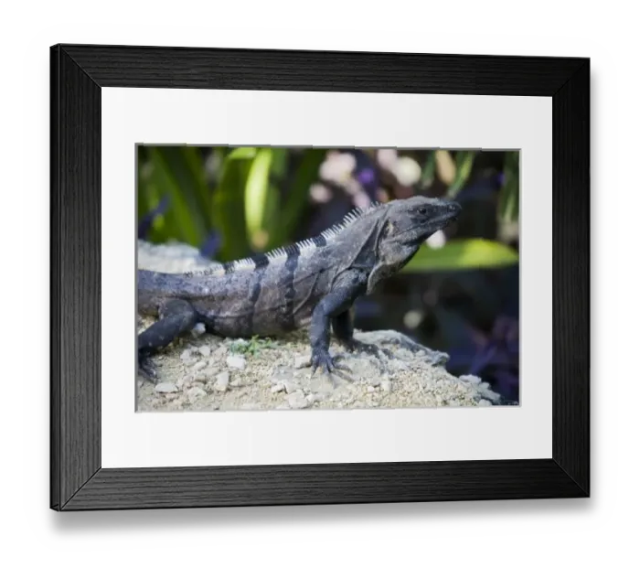 Framed Print : North America, Mexico, Quintana Roo, Tulum. This is a black iguana, ctenosaura similis Framed Print : North America, Mexico, Quintana Roo, Tulum. This is a black iguana, ctenosaura similis