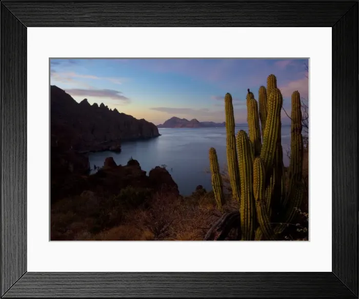 Framed Print : Mexico, Baja, Sea of Cortez. Organ Pipe Cactus and Isla Danzante at sunset